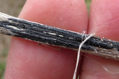 Aporhytisma urticae