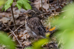 Turdus pilaris