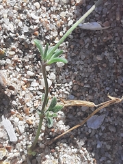 Silene sericea