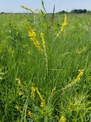 Melilotus officinalis
