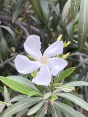 Nerium oleander