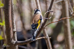 Carduelis carduelis