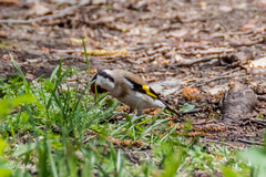 Carduelis carduelis