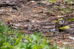 Carduelis carduelis