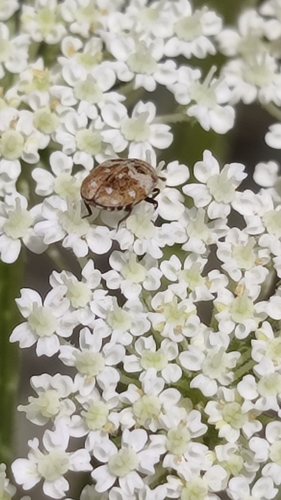 Anthrenus delicatus