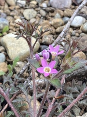 Collomia heterophylla