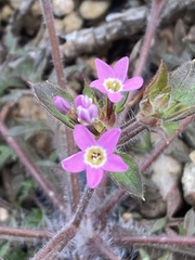 Collomia heterophylla