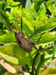 Nesoecia insignis