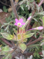 Collomia heterophylla