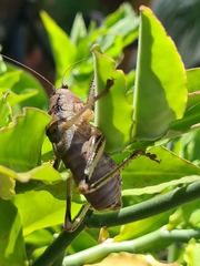 Nesoecia insignis