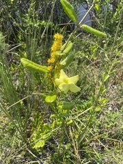 Pentalinon luteum