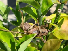 Nesoecia insignis
