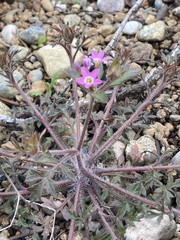 Collomia heterophylla