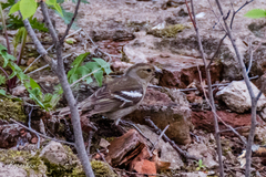Fringilla coelebs