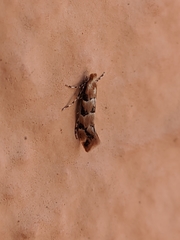 Phyllonorycter trifasciella