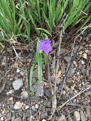 Tradescantia bracteata