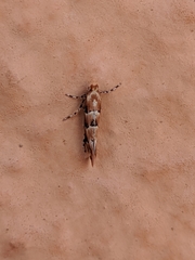 Phyllonorycter trifasciella