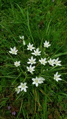 Ornithogalum umbellatum