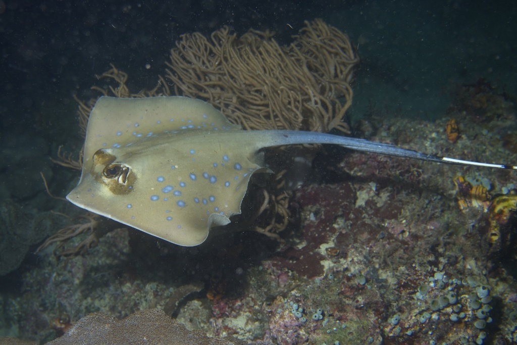 Blue Spotted Stingray