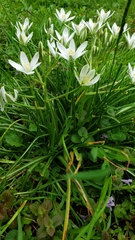 Ornithogalum umbellatum