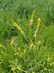 Melilotus officinalis