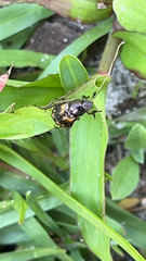 Strigoderma pygmaea