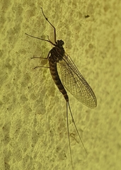 Siphlonuridae