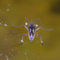 Plesiovelia