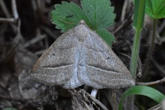 Petrophora chlorosata