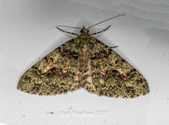 Myrioblephara duplexa