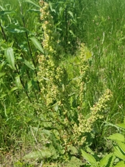 Rumex verticillatus