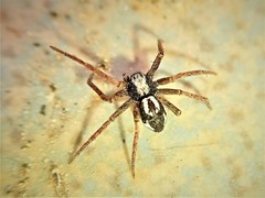 Pulchellodromus pulchellus