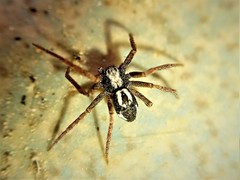 Pulchellodromus pulchellus