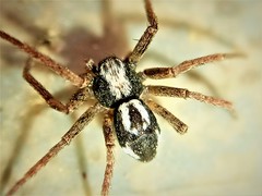 Pulchellodromus pulchellus