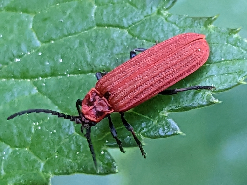 Lopheros rubens