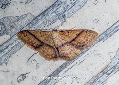 Idaea obliquilinea