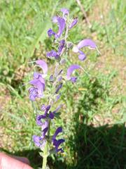 Salvia pratensis