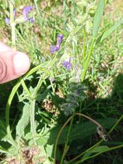 Salvia pratensis