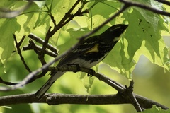 Setophaga coronata