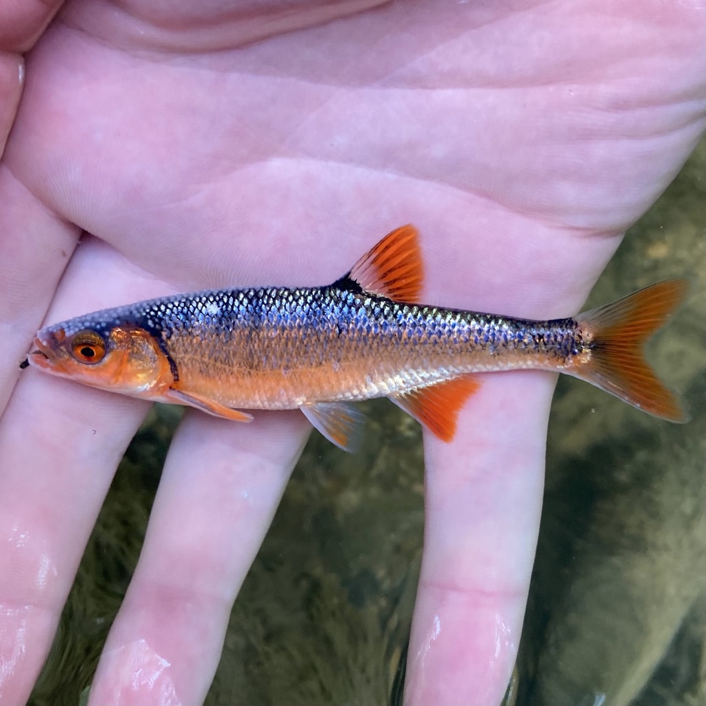 Blueside Shiner