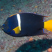King Angelfish - Photo (c) Mark Rosenstein, some rights reserved (CC BY-NC-SA)