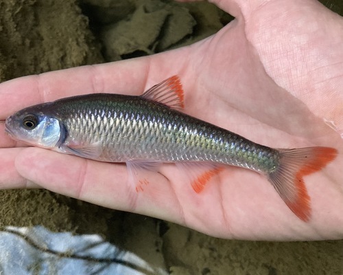 White Shiner