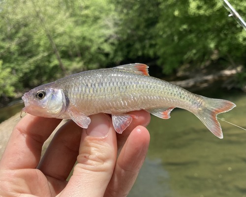 White Shiner