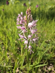 Orchis simia