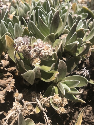 Helichrysum devium image