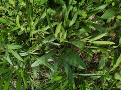 Falcaria vulgaris