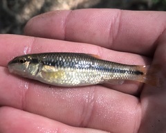 Nocomis leptocephalus