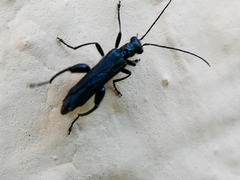 Oedemera nobilis