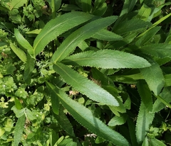 Falcaria vulgaris