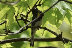 Setophaga coronata